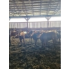 Image 1 : Damien Gauthier - 4 Mâles castrés 825 lb