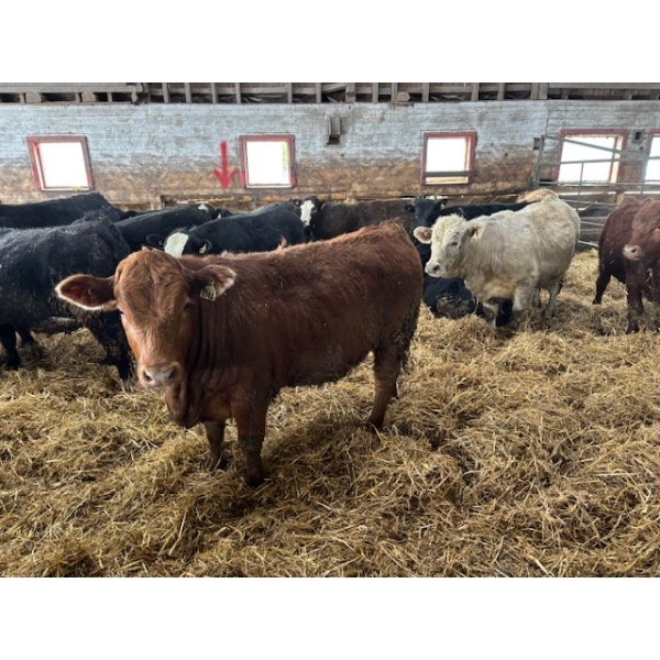 Ferme Normandin - 40 femelles 950 lb