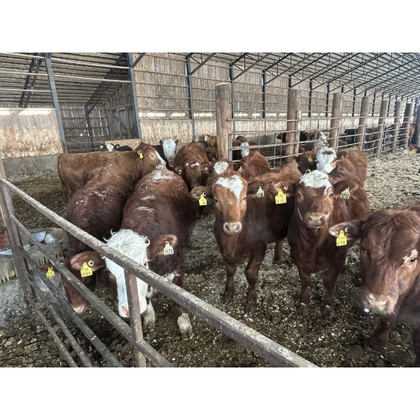 Ferme SG Noël - 75 Femelles 800 lb