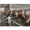 Image 1 : Ferme SG Noël - 75 Femelles 800 lb