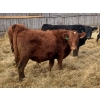 Image 5 : Vincent Boisvert - 58 Mâles castrés 725 lb