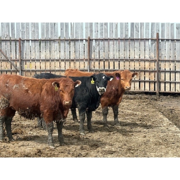 Félix Bibeau Rondeau - 29 Femelles 833 lb