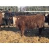 Image 4 : Ferme de la Carpe - 69 Mâles castrés 780 lb