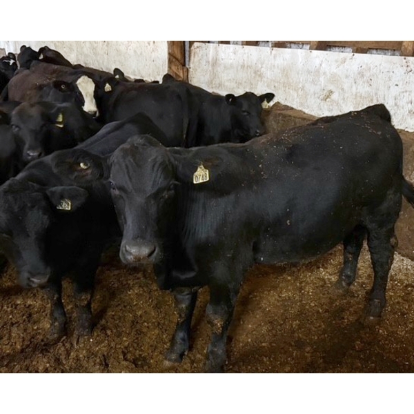 Ferme Moffette inc. - 19 Mâles castrés 705 lb