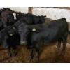 Image 1 : Ferme Moffette inc. - 10 Femelles 555 lb
