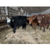 Image 5 : Ferme Lafontaine-Noël - 60 Mâles castrés 750 lb