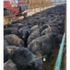 Image 4 : Ferme Y.M. Lacasse - 60 Mâles castrés 900 lb