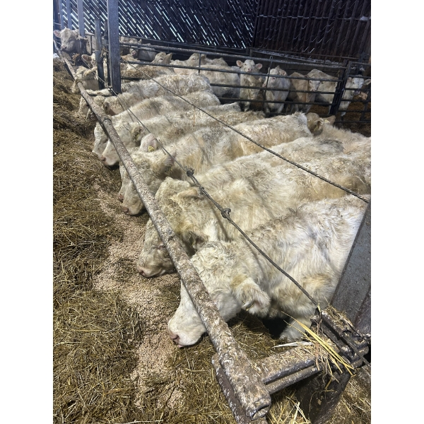 Les Élevages Vincent Gagnon Inc. - 20 Mâles castrés 685 lb