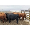 Image 3 : Ferme M.J. Hamelin inc.  - 21 Mâles castrés 780 lb