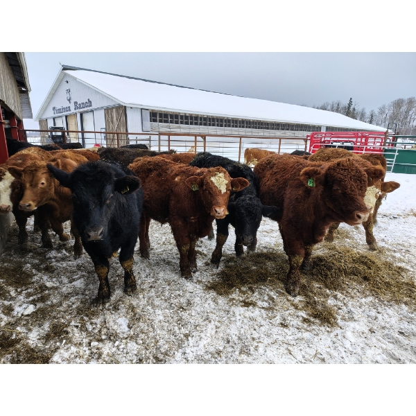 Temisca Ranch inc. - 22 Mâles castrés 700 lb