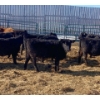 Image 1 : Ferme Y & C SENC. - 35 Femelles 710 lb