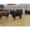 Image 7 : Ferme de la Carpe - 14 Femelles 750 lb