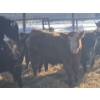 Image 9 : Ferme de la Carpe - 69 Mâles castrés 780 lb
