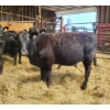 Image 2 : Ferme BCA senc - 16 Mâles castrés 703 lb