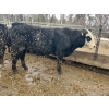 Image 2 : Ferme Plamondon et Fils - 40 Mâles castrés 754 lb
