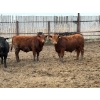 Image 3 : Félix Bibeau Rondeau - 13 Mâles castrés 906 lb