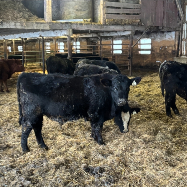 Ferme Mario Paquette & Fils s.e.n.c. - 24 Femelles 720 lb