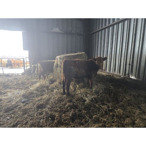 Groupe Tenlo SENC - 14 Femelles 715 lb