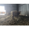 Image 1 : Groupe Tenlo SENC - 14 Femelles 715 lb