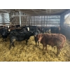 Image 2 : Ranch Danclau - 24 Mâles castrés 715 lb
