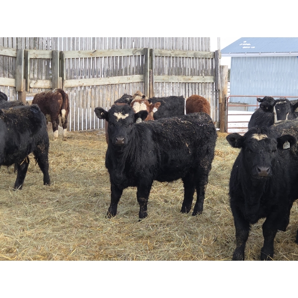 Ferme de la Carpe - 14 Femelles 750 lb