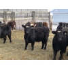 Image 1 : Ferme de la Carpe - 14 Femelles 750 lb