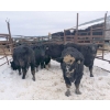 Image 2 : 9479-8972 Québec inc. (Ferme l'étoile Blonde inc.) - 10 Mâles castrés 745 lb