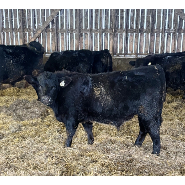 Ferme Mario Paquette & Fils s.e.n.c. - 38 Mâles castrés 760 lb