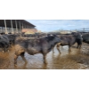 Image 2 : Ferme Y.M. Lacasse - 60 Mâles castrés 900 lb
