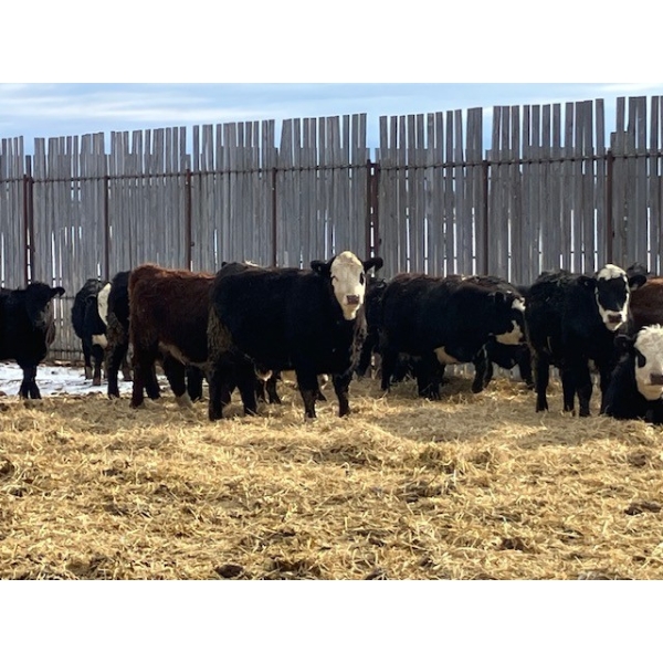 Barrette et Frère S.E.N.C. - 30 Femelles 750 lb