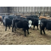 Image 2 : Ferme Claude Isabel inc. - 15 Mâles castrés 712 lb