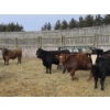 Image 9 : Ferme de la Carpe - 14 Femelles 750 lb
