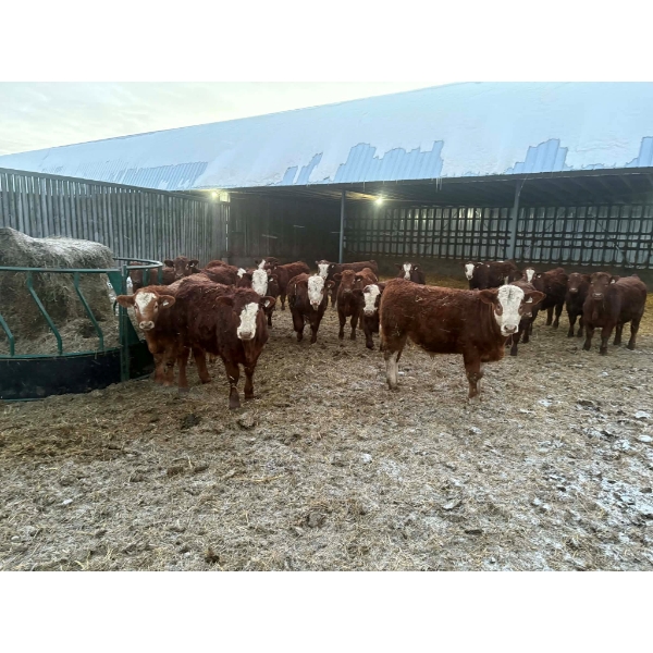 Ferme D.E.M. Migneault inc. - 34 Mâles castrés 720 lb