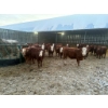 Image 1 : Ferme D.E.M. Migneault inc. - 34 Mâles castrés 720 lb