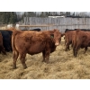 Image 6 : Vincent Boisvert - 58 Mâles castrés 725 lb