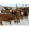 Image 2 : Ferme D.E.M. Migneault inc. - 22 Mâles castrés 660 lb
