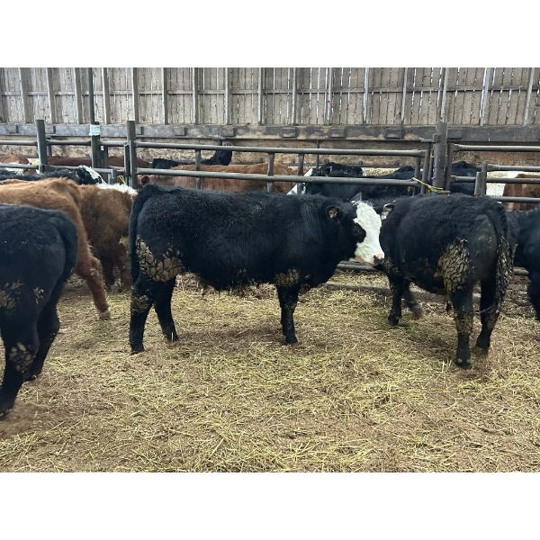 Ferme Claude Isabel inc. - 15 Mâles castrés 712 lb