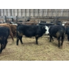 Image 1 : Ferme Claude Isabel inc. - 15 Mâles castrés 712 lb