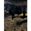 Image 3 : Ferme Plamondon et Fils - 20 Mâles castrés 805 lb