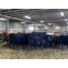 Image 2 : Ferme JMC Sylvain et Fils inc. -  20 Mâles castrés 770 lb