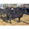 Image 7 : Ferme de la Carpe - 69 Mâles castrés 780 lb