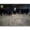 Image 4 : Ferme Plamondon et Fils - 20 Mâles castrés 805 lb