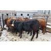 Image 5 : Ferme M.J. Hamelin inc.  - 21 Mâles castrés 780 lb