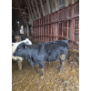 Image 3 : Ferme C.P.L. Viel inc. - 16 Femelles 700 lb
