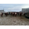 Image 2 : Ferme D.E.M. Migneault inc. - 34 Mâles castrés 720 lb