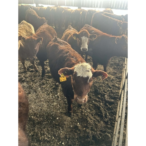 Ferme SG Noël - 70 Femelles 700 lb