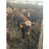 Image 1 : Ferme SG Noël - 70 Femelles 700 lb