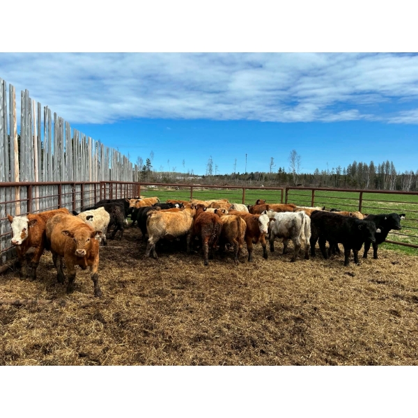 9295-8859 Québec inc. (Boviga) - 25 Mâles castrés 677 lb