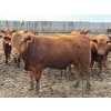 Image 2 : Félix Bibeau Rondeau - 13 Mâles castrés 906 lb