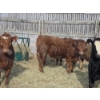 Image 6 : Ferme de la Carpe - 50 Mâles castrés 750 lb